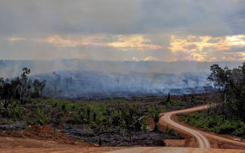 Deforestation Deforestation