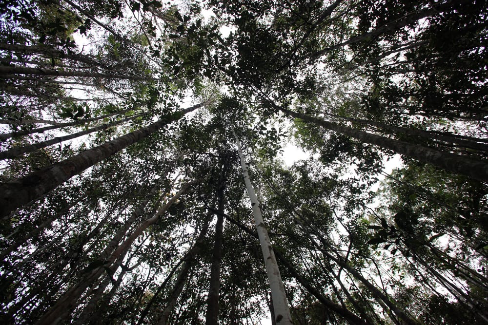 Rain forest in Kalimantan don't get a vote (Josh Estey/DFAT)