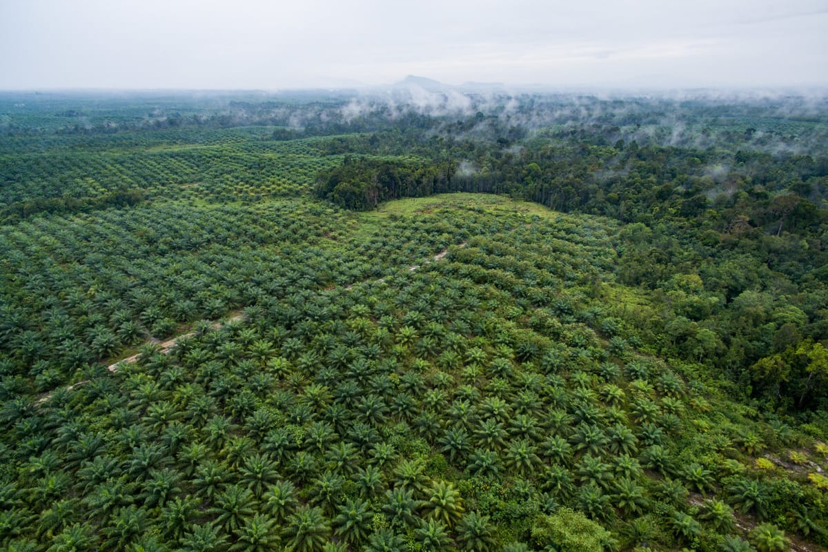 Palm groves in West Kalimantan, Indonesia (Nanang Sujana/CIFOR)