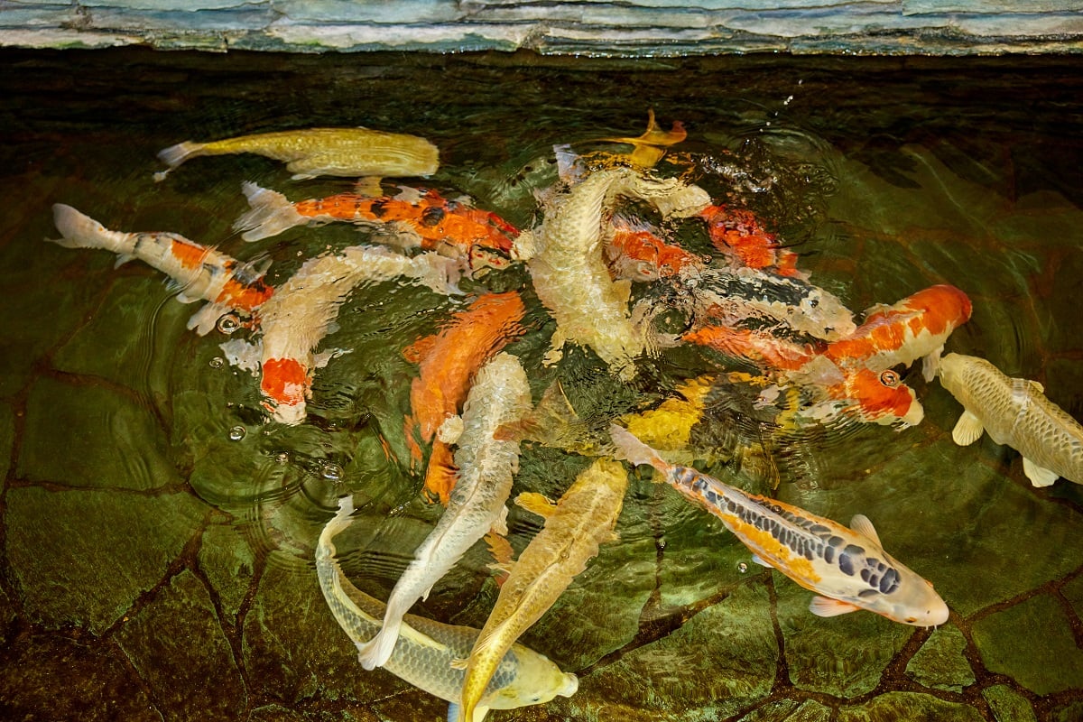 Koi at the Japan Australia 2+2 ministerial meeting