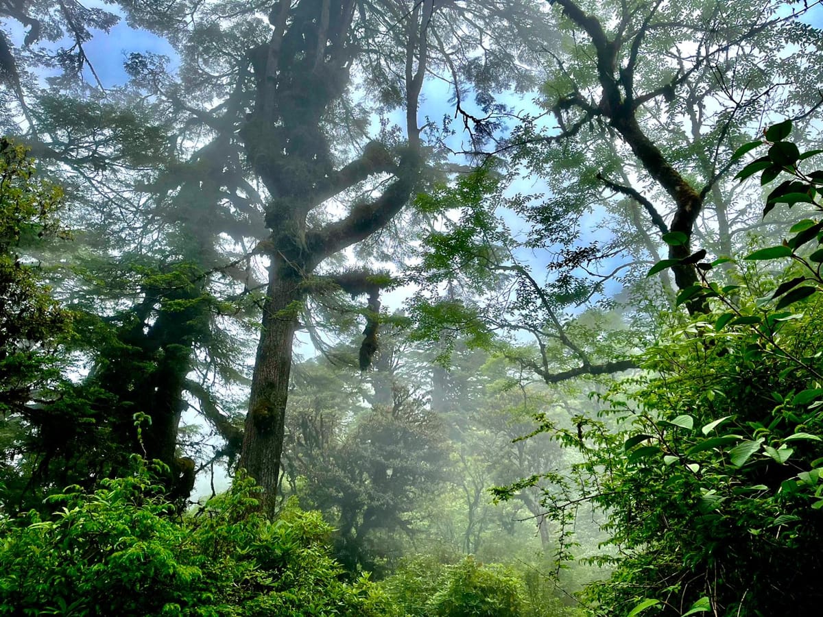 The Dochula mountain pass, part of forests covering much of Bhutan and making it the first carbon-negative country in the world (Ved Shinde)