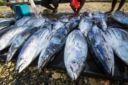The underappreciated value of Japanese aid in the Pacific
