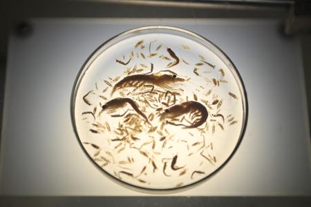 Krill campaign less than thrilling