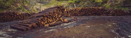 Pacific Links: logging paradox, erupted islands, more