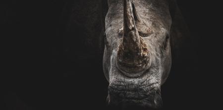 China cabinet: black swans, grey rhinos, an elephant in the room