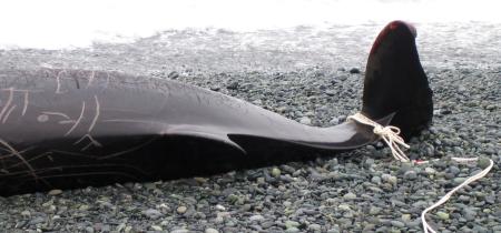 “The whales have won” – even as Japan sharpens its harpoons