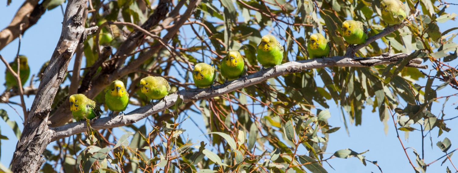 Budgerigar (Melopsittacus undulatus), Sturt National Park, NSW, Australia (Photo: David Cook/Flickr)
