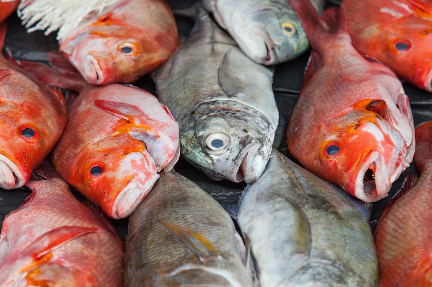 Reef fish for sale at Auki market, Malaita Province, Solomon Islands (Filip Milovac/WorldFish)