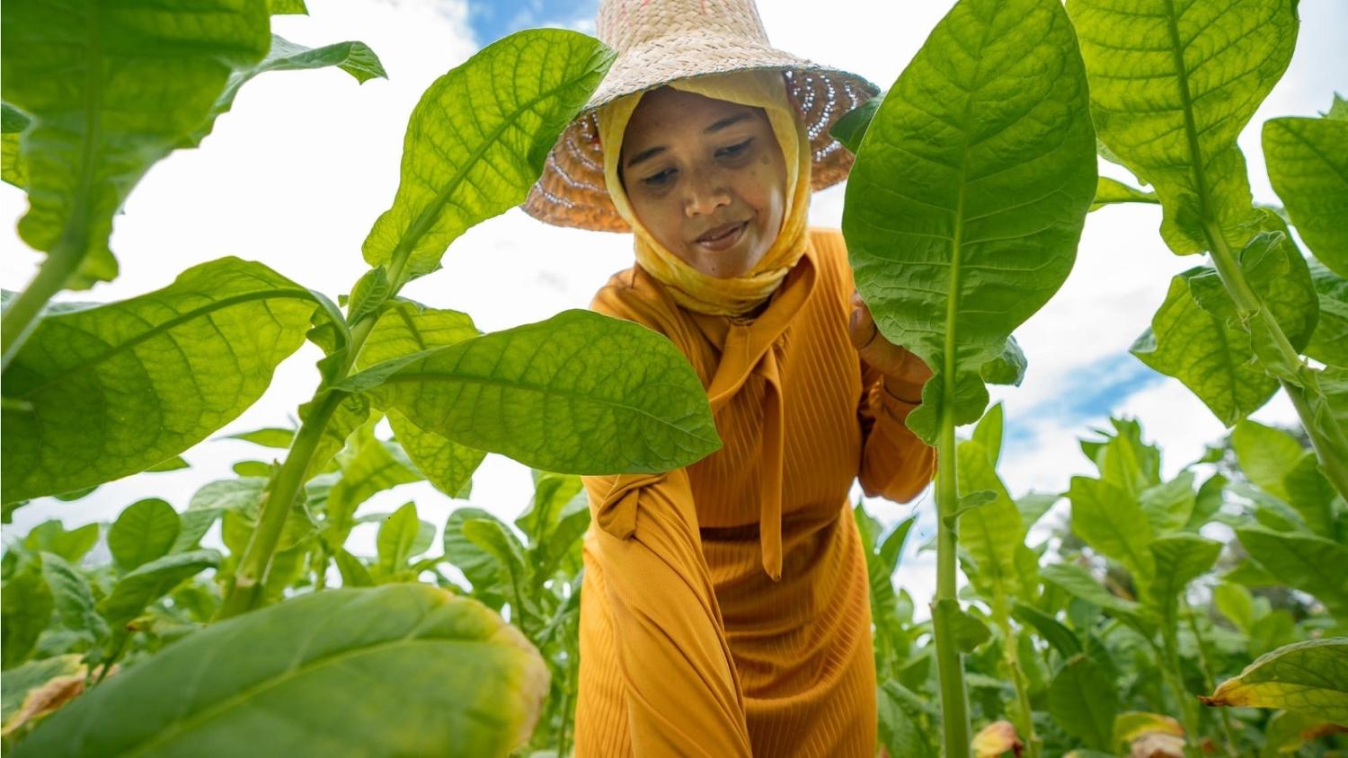 Climate change has adversely affected women and girls, particularly in rural areas and conflict zones (UN Women Asia and the Pacific/Flickr)