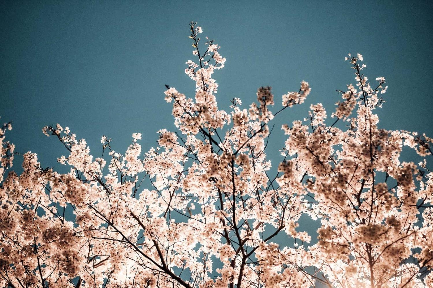Japan–South Korea contestation has a strong domestic ideological colouring (insung yoon/Unsplash)