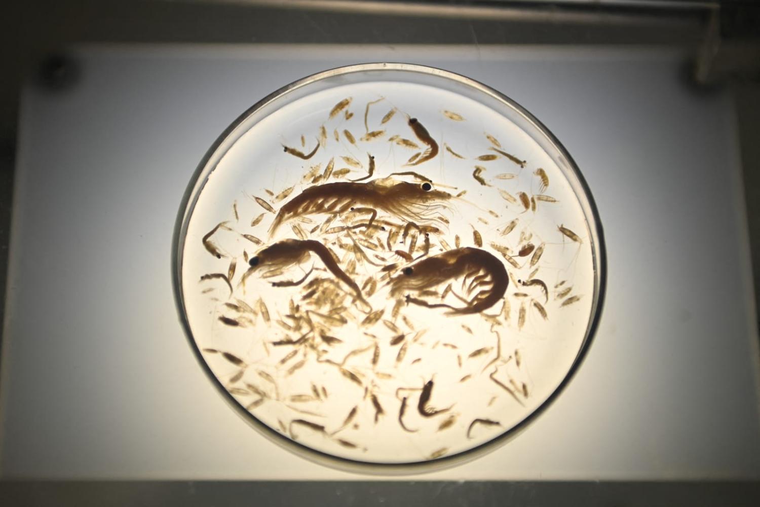 The krill fishery in each Antarctic area is closed when a trigger level is caught, with that level informed by the most recent science (Daniel Leal/AFP via Getty Images)