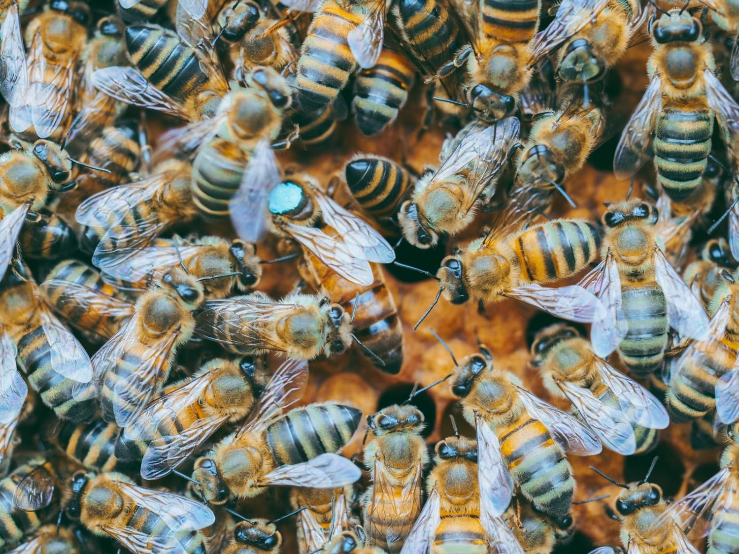 Sweet! (Ante Hamersmit/Unsplash)