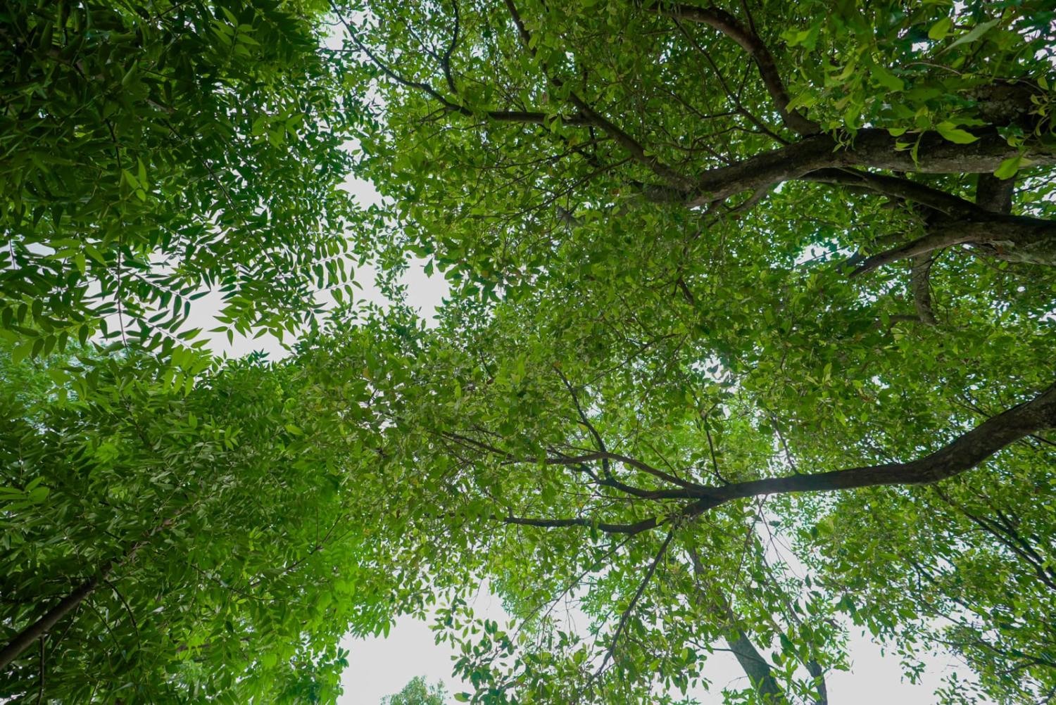 Bogor Waqf Forest Foundation (Supplied)