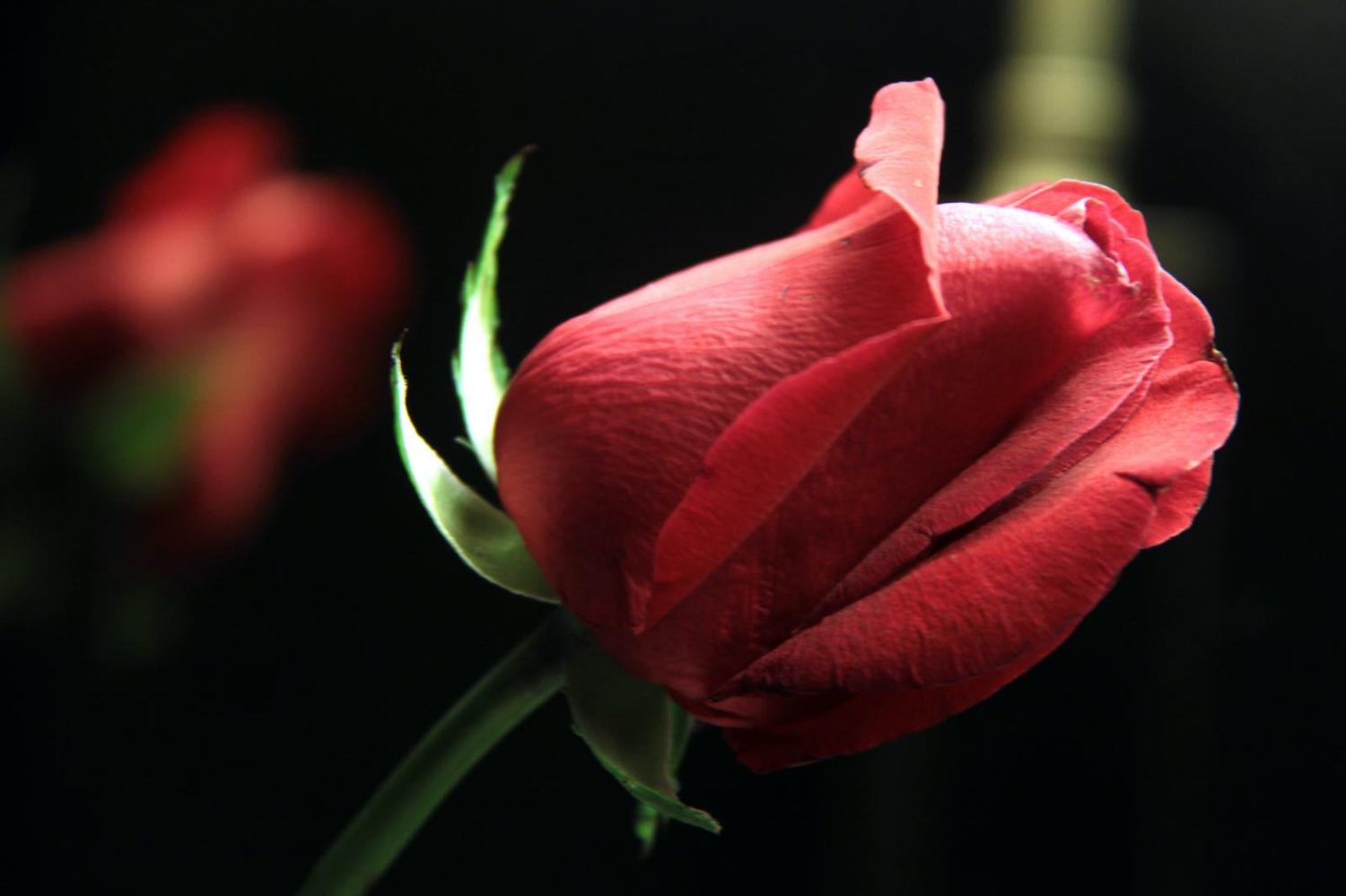Lezlie/Flickr
