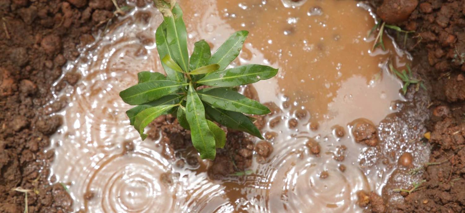 Planting carbon sinks in South Sudan (Photo: United Nations)