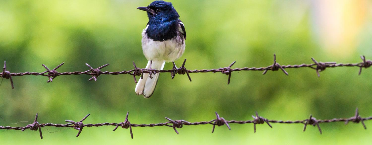 Photo: See-ming Lee/ Flickr