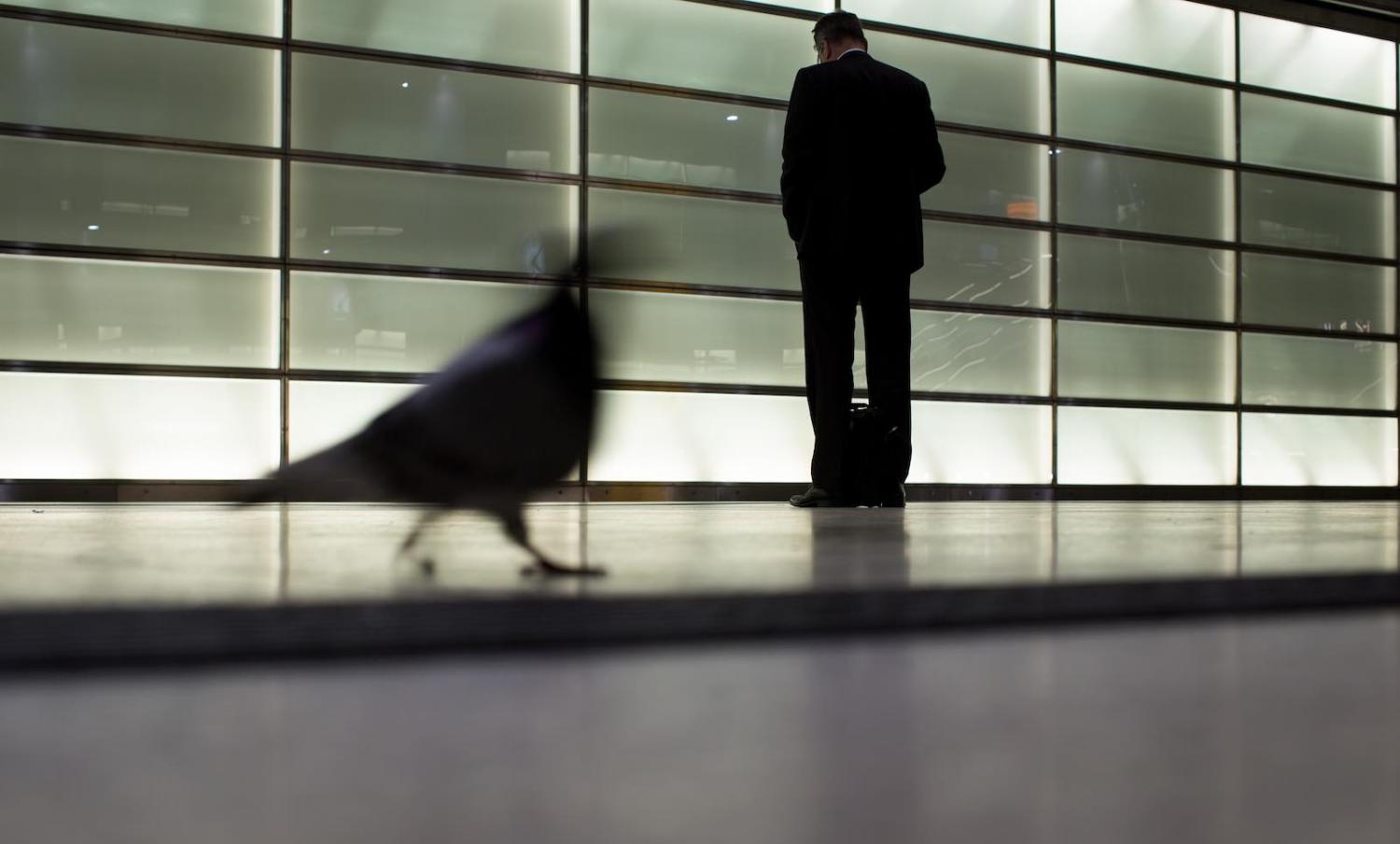 Some species adapt around human technology, but not all (Photo: Kay Nietfeld via Getty)