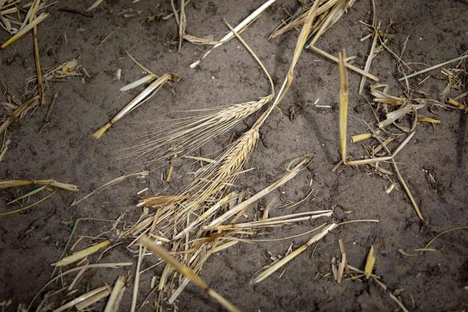 The barley tariff marks the first time China has applied such duties against Australia since the establishment of its trade remedy regime in 1997 (Janine Schmitz/Photothek via Getty Images)