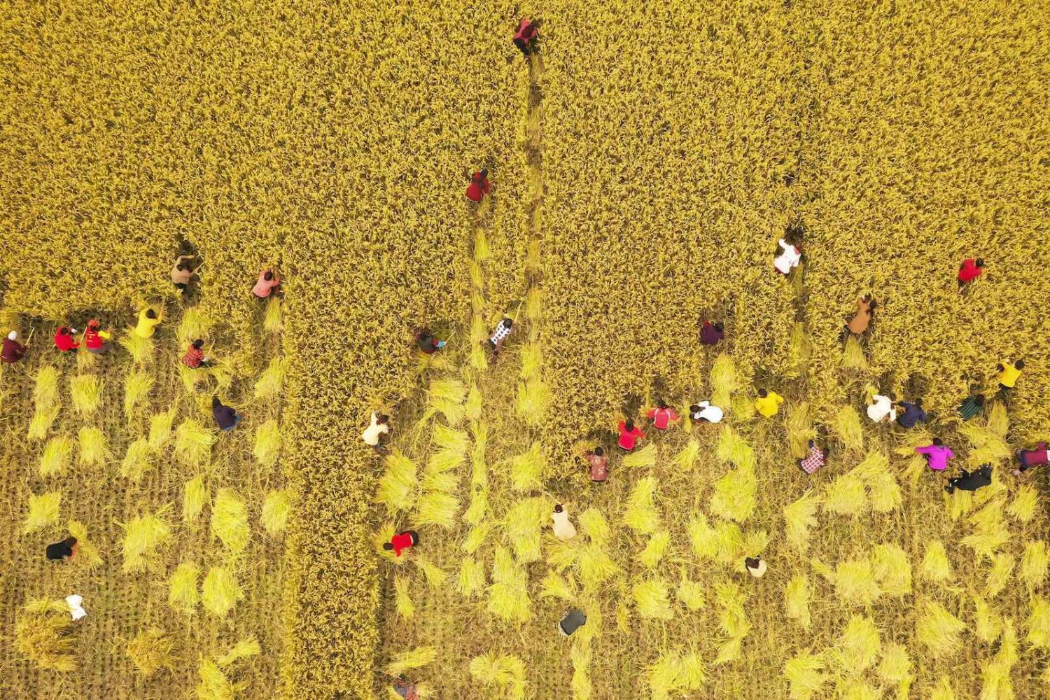 A rice harvest competition on 26 October in Sihong county, Jiangsu province, China (Photo: STR/AFP/Getty Images)