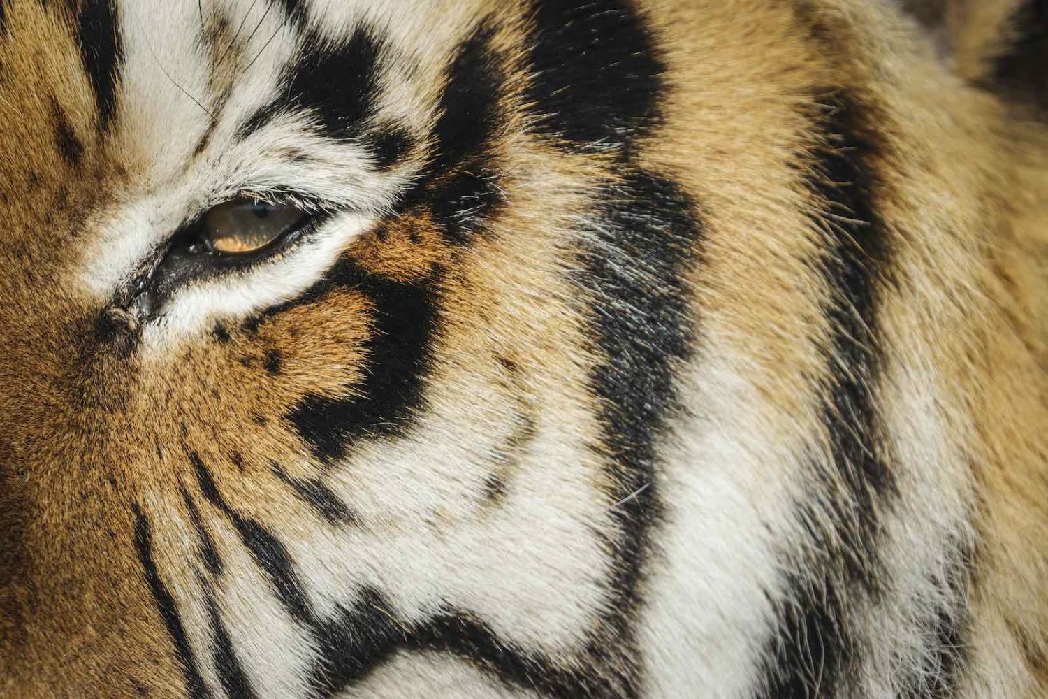 One of the 39 tigers rescued in 2017 from Joe Exotic’s G.W. Exotic Animal Park (Marc Piscotty/Getty Images)
