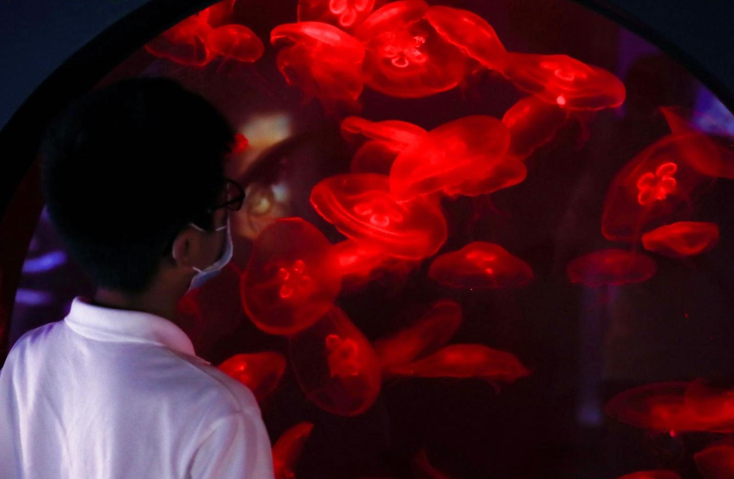 Cairns Aquarium, Queensland, Australia (Xinhua/Bai Xuefei via Getty Images)