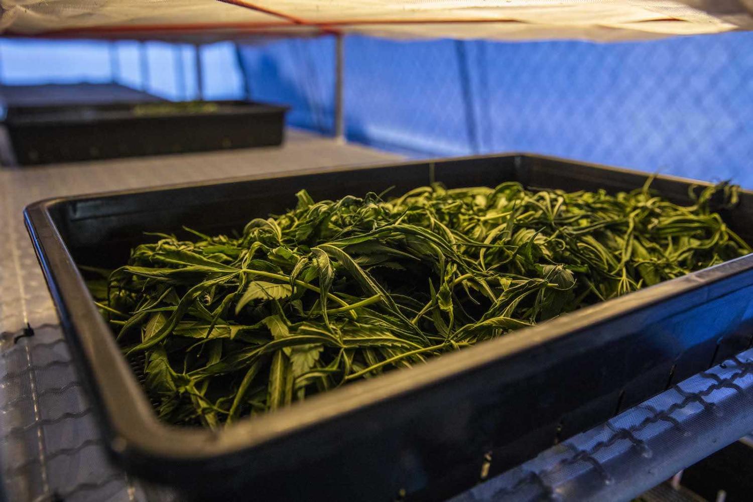 Cannabis leaves dry in a temperature controlled greenhouse in Thailand, which in 2018 became the first Southeast Asian country to legalise medical marijuana (Lauren DeCicca/Getty Images)