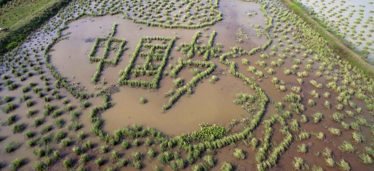 Characters meaning “Chinese Dream” grow in a paddy field in Hainan province, 2016 (Photo: VCG via Getty)