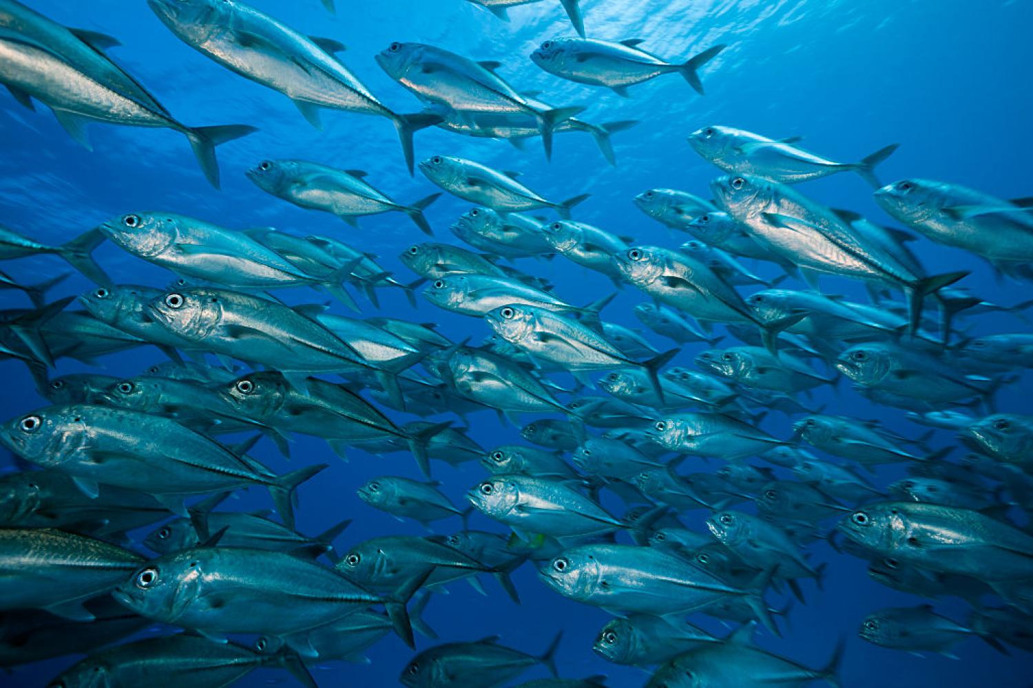 Bigeye Trevally in Solomon Islands (Photo: Prisma Bildagentur/Getty)