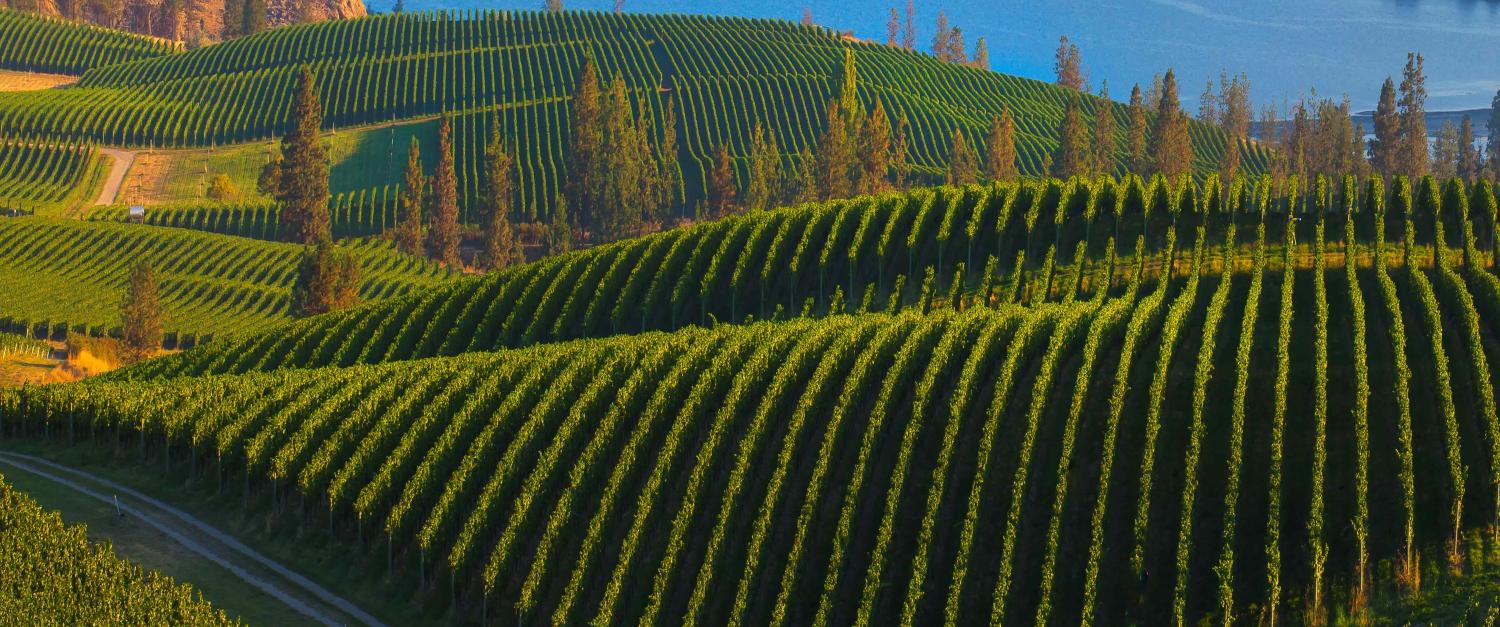 Vinyards in British Columbia, Canada, February 2016 (Photo: Prisma Bildagentur/Getty)