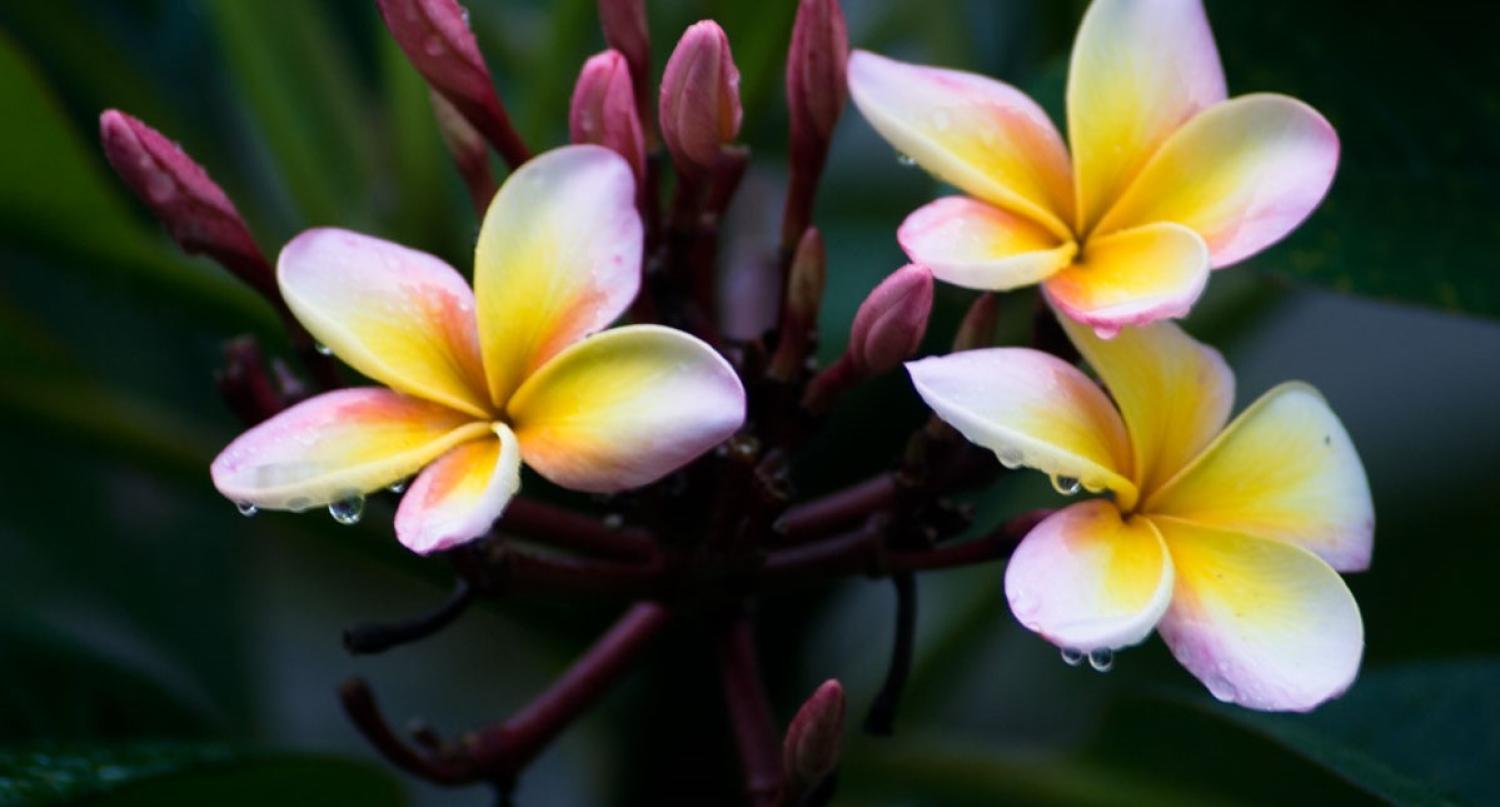 Photo: Graham Crumb/Flickr