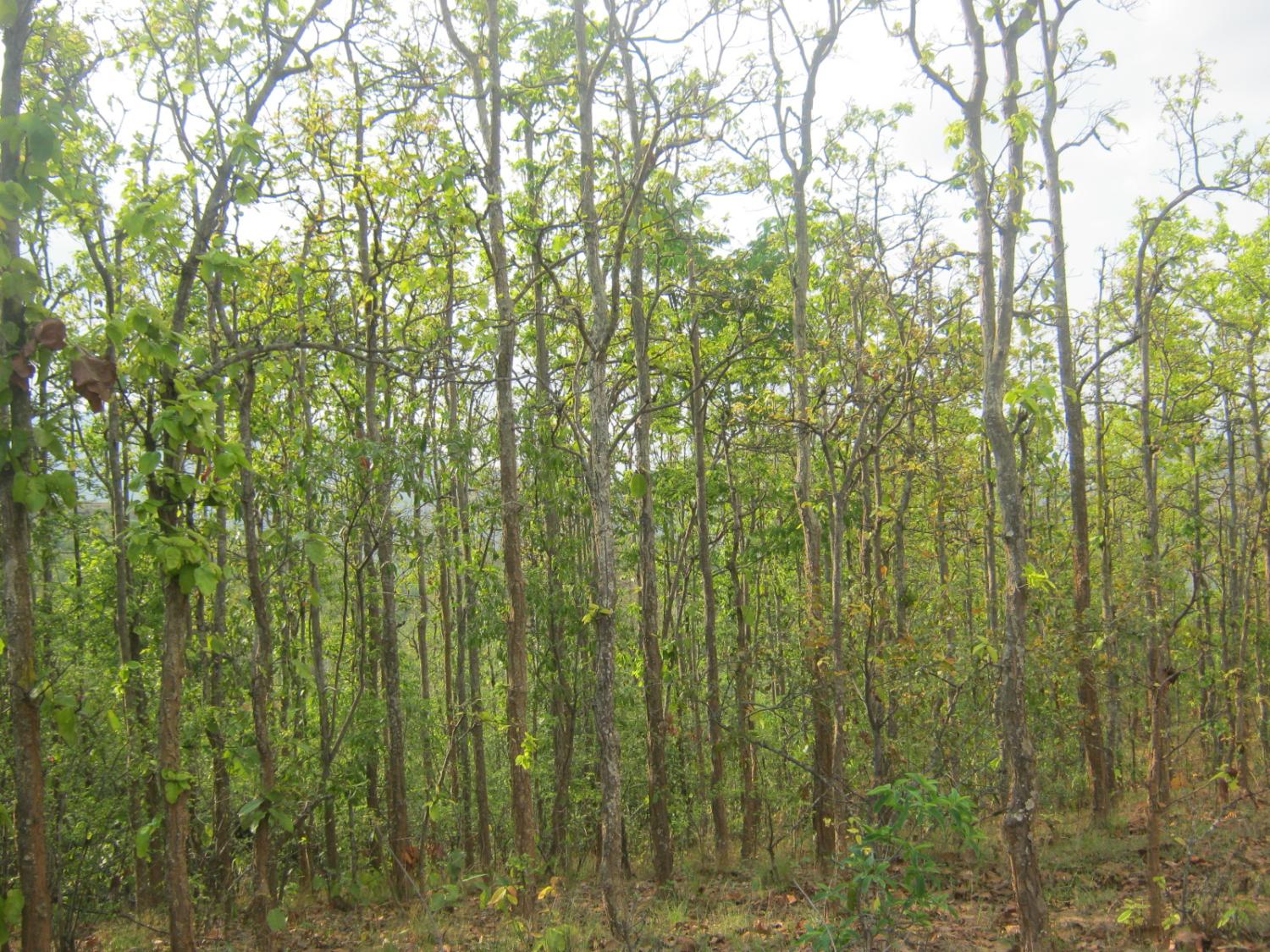 A sal tree forest in Nepal (Krish Dulal/Wikimedia Commons)