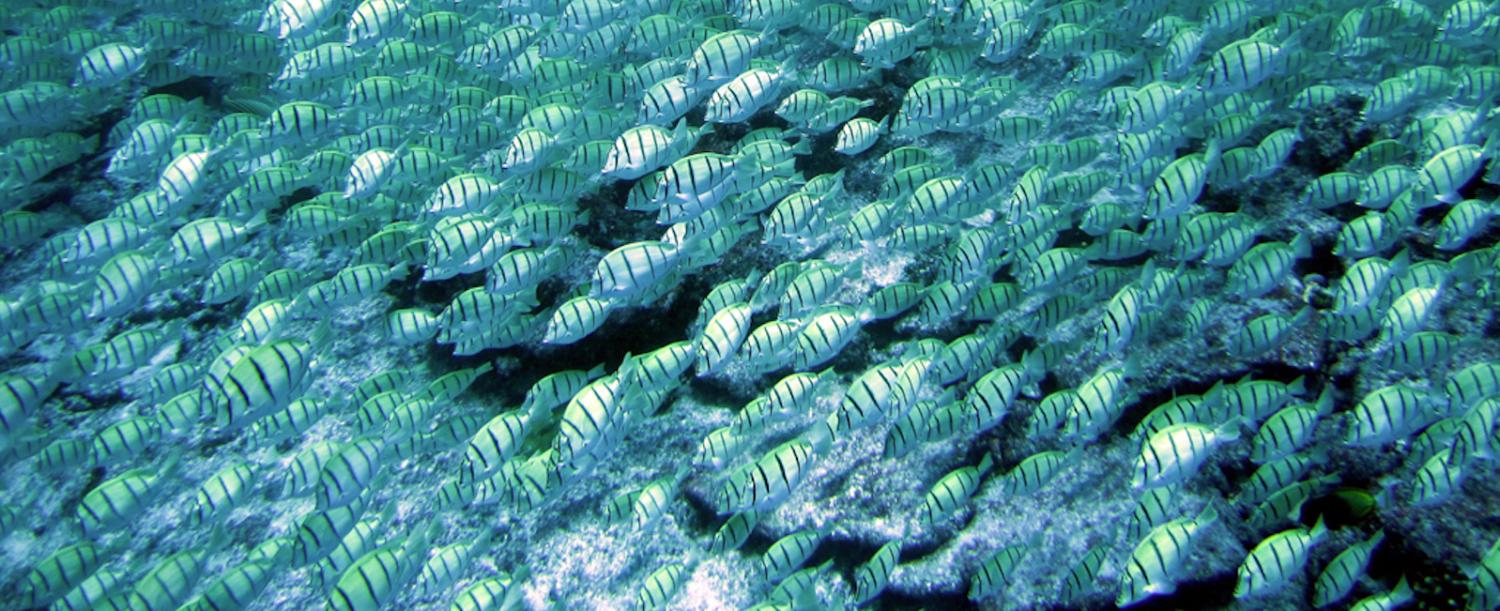 Photo: Pacific Islands Fisheries Centre