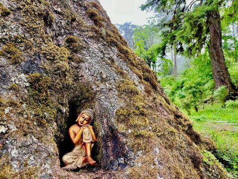 Buddhist traditions in this part of Asia can be magnificently ostentatious - other times, tranquil, such as this statuette in a tree cavity on the road from Thimphu to Punakha (Ved Shinde)